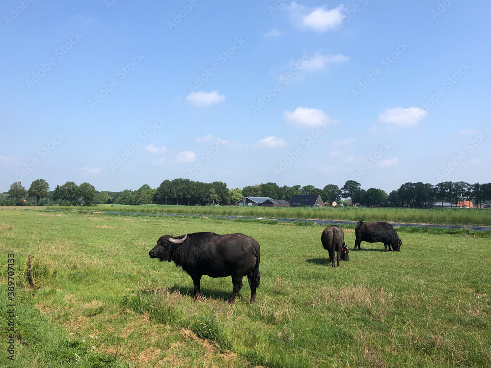 Water buffalos around Hardenberg