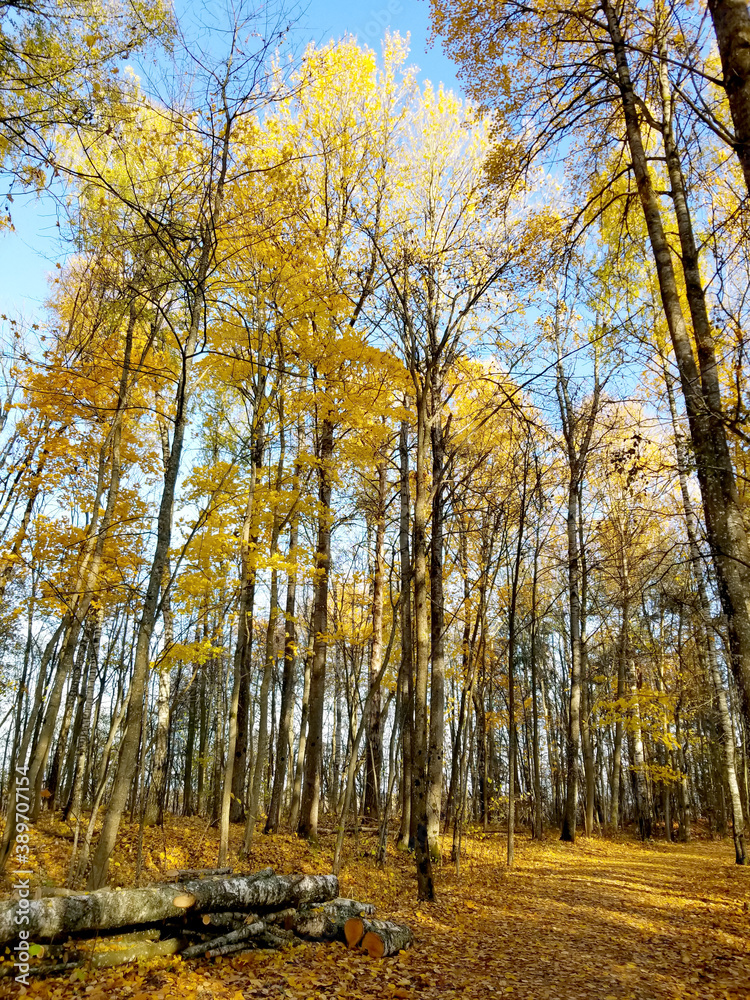 Fototapeta premium wide trail in the autumn yellow forest. Quiet autumn forest.