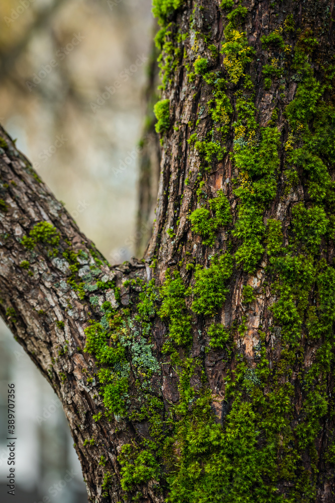 Moss growing on tree bark in the forest forest