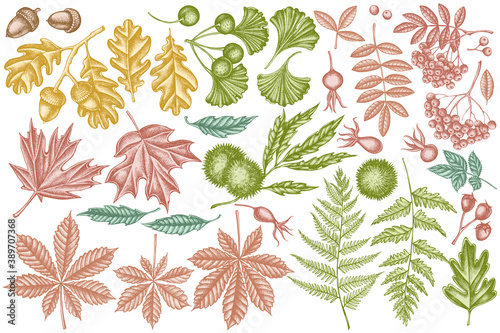 Vector set of hand drawn pastel fern, dog rose, rowan, ginkgo, maple, oak, horse chestnut, chestnut, hawthorn