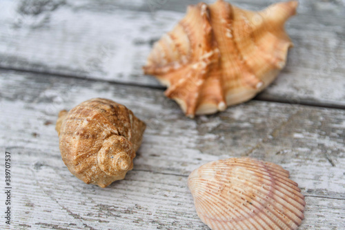 Exoskeletons of various sea molluscs. Three different sea shells lie on the grey wooden background. Marine and ocean life form. Overhead view