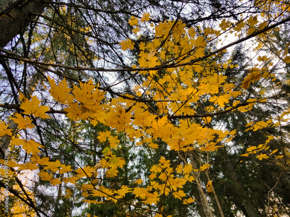Autumn yellow maple leaves in the sunny day Autumn yellow maple leaves in the sunny day