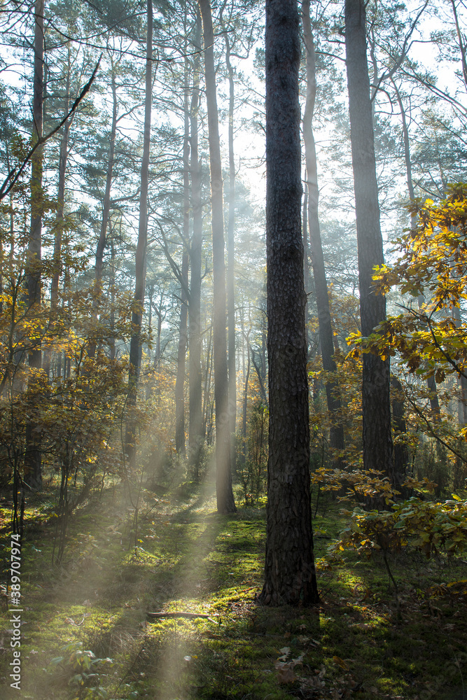 Obraz premium Selective focus on a single pine tree trunk. The sun rays are breaking throug the forest and illuminating green moss and autumnal leaves of small oak trees. Kampinos National Park, Warsaw, Poland.