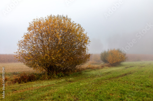 Busch im Nebel auf einer Wiese bei Schrobenhausen