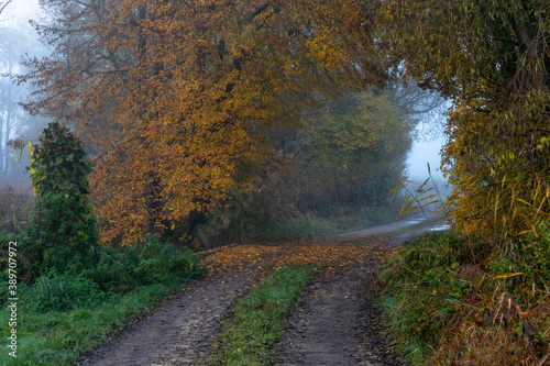 Waldweg an einem nebligen Herbstmorgen bei Schrobenhausen © nemo1963