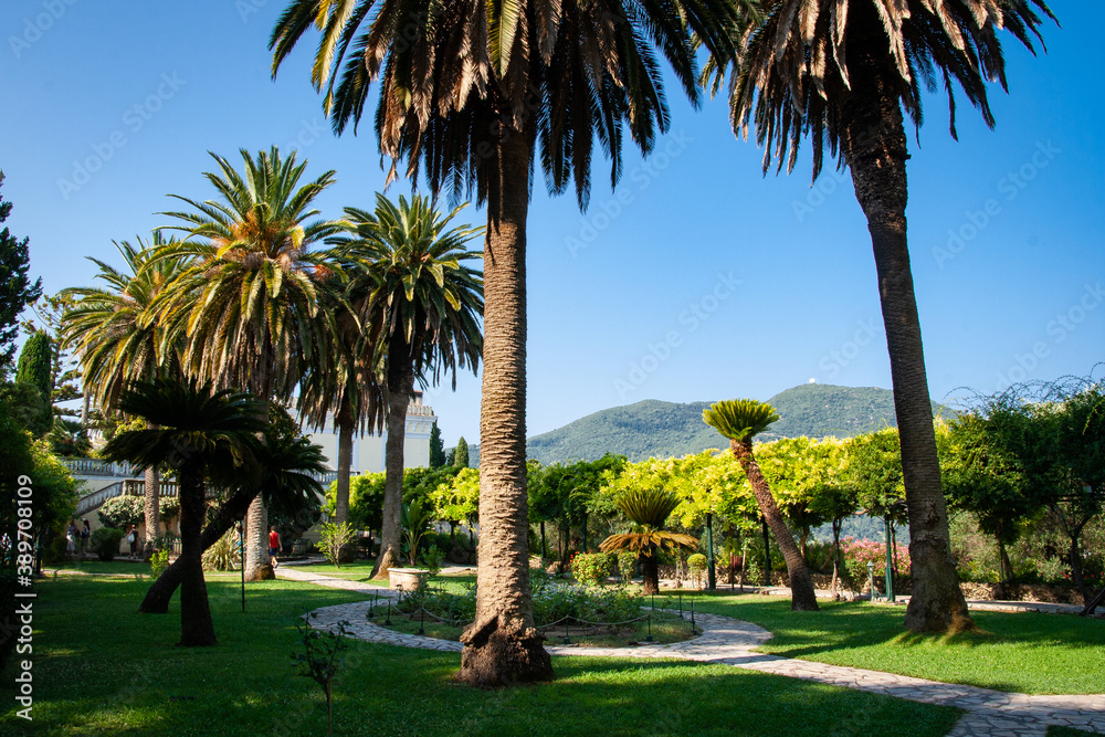 huge palm trees over the city center, corfu, greece