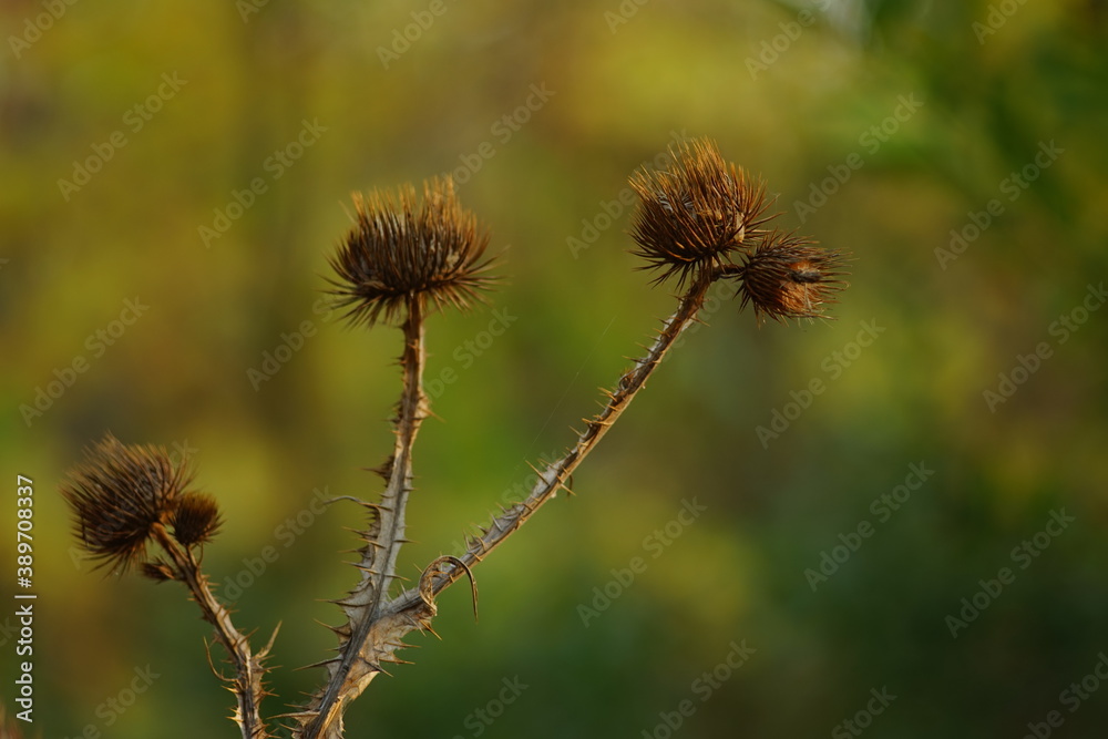 Sharp dry brown plant grow in green forest. Sharp dry brown plant grow in green forest.