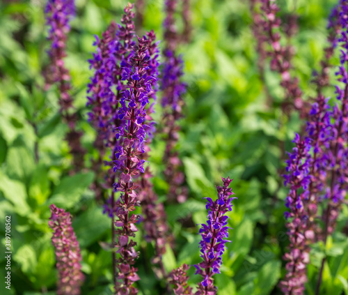 Close-up 0f blossom purple sage  Salvia . Sage meadow on semicircular terraces in city park Krasnodar or Galitsky park in sunny autumn 2020. Nature concept background with selective focus on flowers