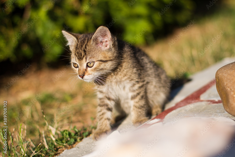 Fototapeta premium cute kitten from the garden, cat in evening light