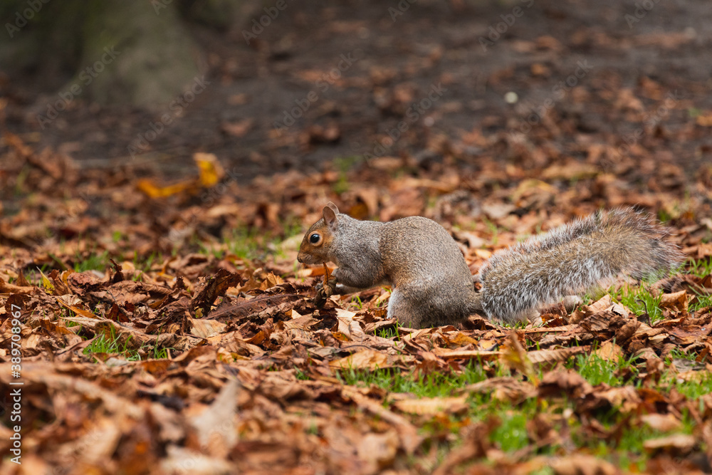 Grey squirrel in the middle of leaves in autumn Grey squirrel in the middle of leaves in autumn