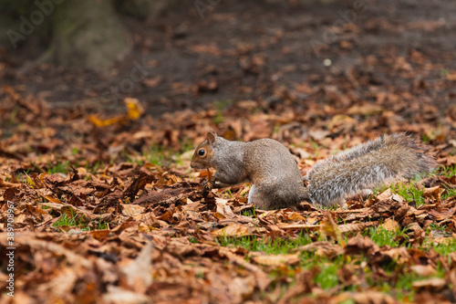 Grey squirrel in the middle of leaves in autumn © Joel