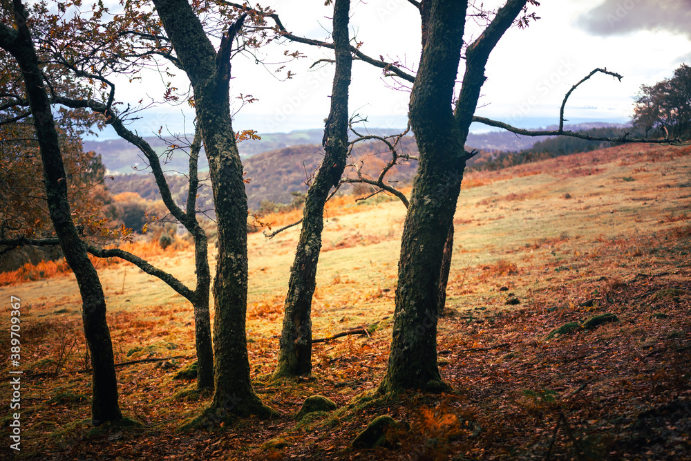 Inside Basque Country's typical forest at autumn time with powerful colors. Inside Basque Country's typical forest at autumn time with powerful colors.