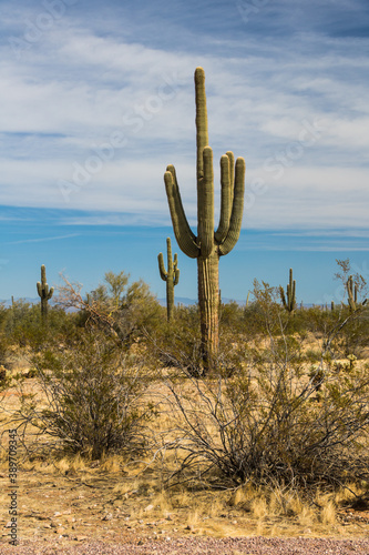 Sonara Cactus