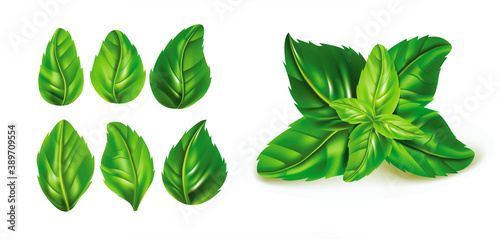 Realistic Detailed 3d Green Fresh Basil Leaves Set. Vector