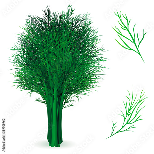 Realistic Detailed 3d Green Fresh Dill Set. Vector
