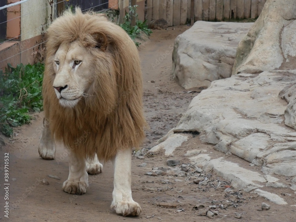 Naklejka premium The lion walks through the aviary.