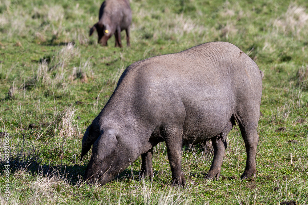 Patra Negra ist eine spezielle spanische Sorte von Schwein für hohe Fleischqualität Patra Negra ist eine spezielle spanische Sorte von Schwein für hohe Fleischqualität
