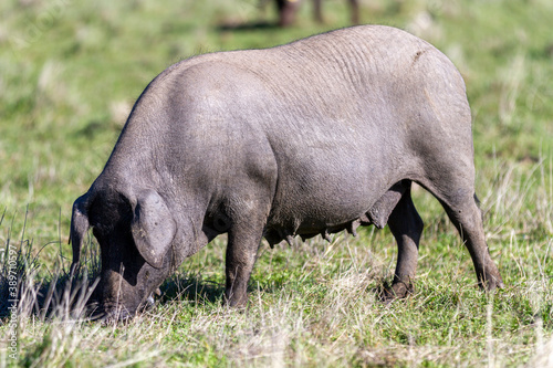 Patra Negra ist eine spezielle spanische Sorte von Schwein f  r hohe Fleischqualit  t