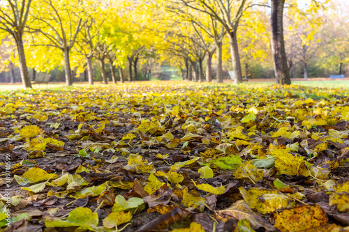 Beautiful Colorful foliage in the park. Falling leaves natural background, Nord Park in Milan.