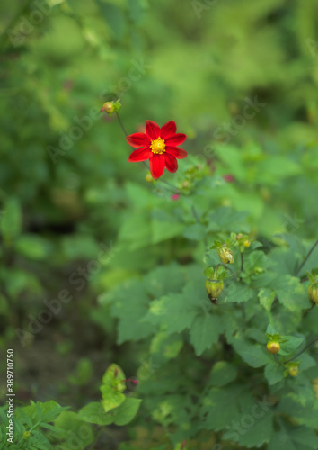 red flower in the garden © Boris