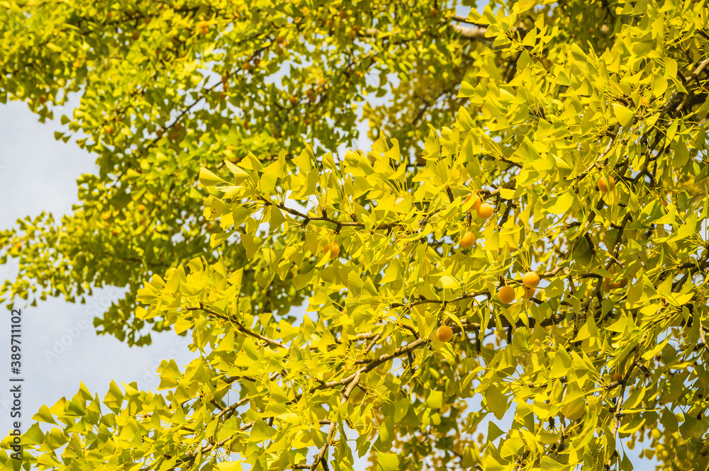銀杏を付けた紅葉したイチョウの木 Stock Photo | Adobe Stock