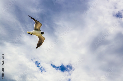 Close-up of seagull in blue cloudy sky - room for copy