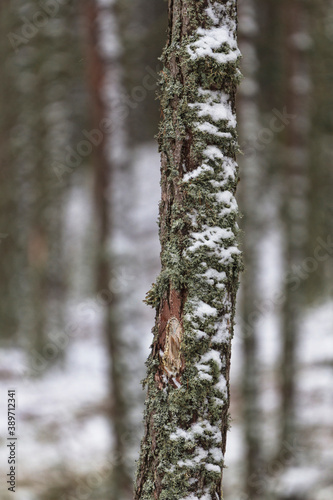 Detail of a snowy pine in the pinewood photo