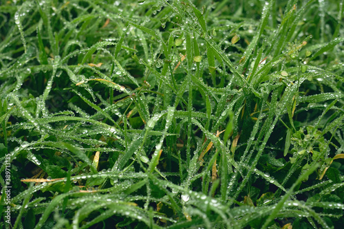 Texture of green grass after rain  nature background.