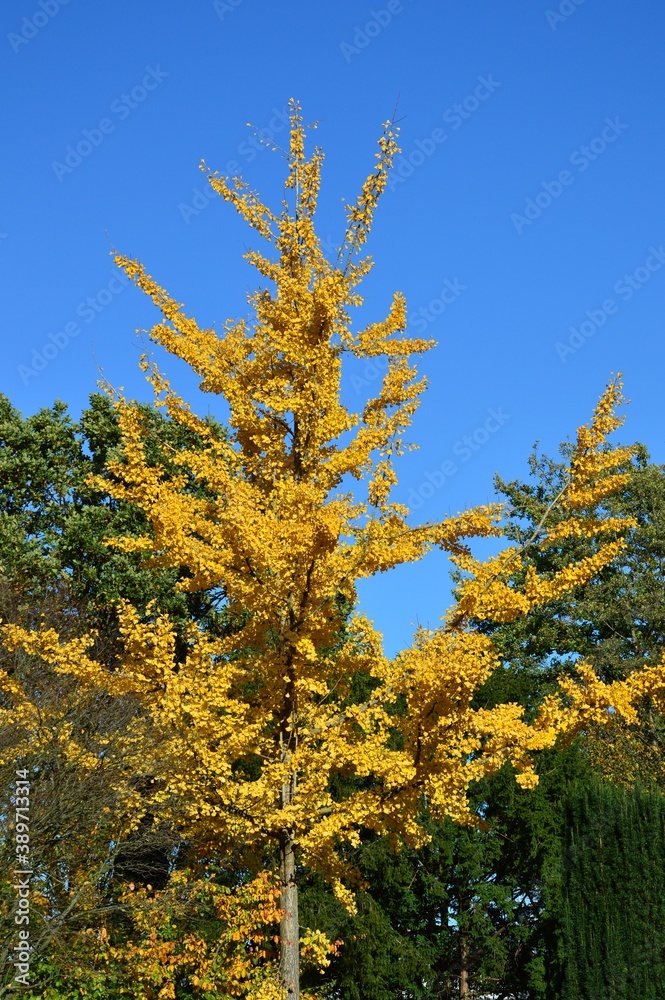Naklejka premium Gingko Baum im Herbstkleid