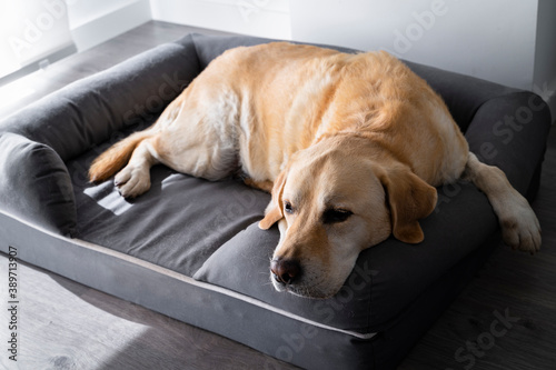 Labrador retriever resting on his bed