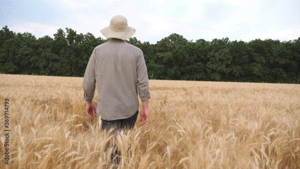 Rear view of male farmer going through the barley field and exploring golden plantation. Young agronomist walking among ripe wheat meadow and examining cereal harvest. Agriculture concept. Slow motion Rear view of male farmer going through the barley field and exploring golden plantation. Young agronomist walking among ripe wheat meadow and examining cereal harvest. Agriculture concept. Slow motion
