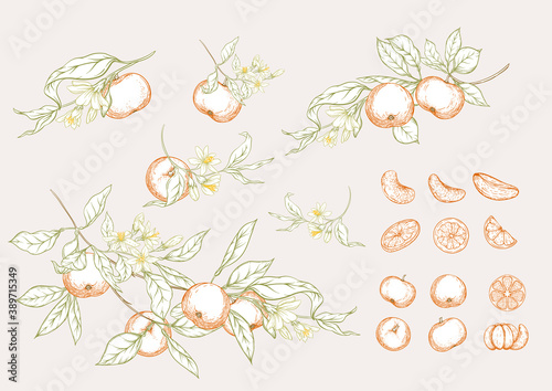 Mandarin, tangerine tree branch with fruits, flowers and leaves. Element for design. Graphic drawing, engraving style. Vector illustration. Isolated on white background.