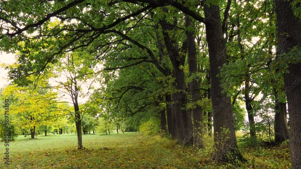 Old manor park with oak alley and grassland.