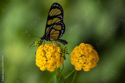 Themisto amberwing Butterfly (Methona themisto) feeding on yellow verbena. © Waldemar Seehagen