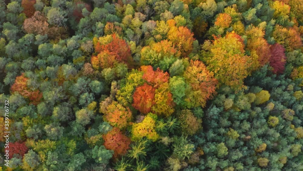 aerial flight over colorful, moody trees in Saxon Switzerland, Germany
aerial flight over colorful, moody trees in Saxon Switzerland, Germany