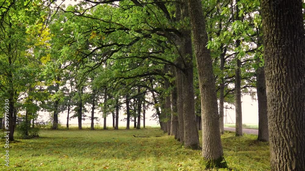 Old manor park with oak alley and grassland. Old manor park with oak alley and grassland.