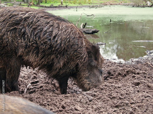 female wild boar (Sus scrofa) digging in loose soil, Wildgehege (Game Preserve) Klövensteen, Hamburg, Germany