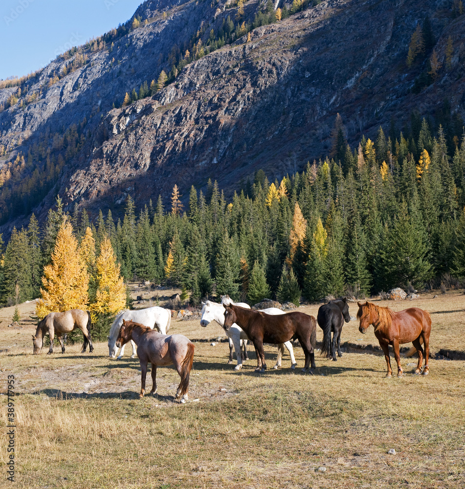 Herd of horses grazing at the foot of the mountain, Altai
