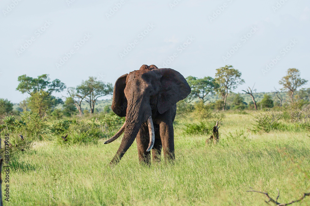 Fototapeta premium Elephant walks on the savanna, African elephant, elephant with tusks