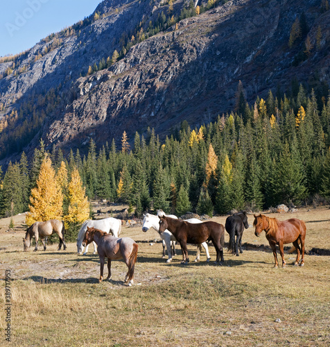 Herd of horses grazing at the foot of the mountain, Altai