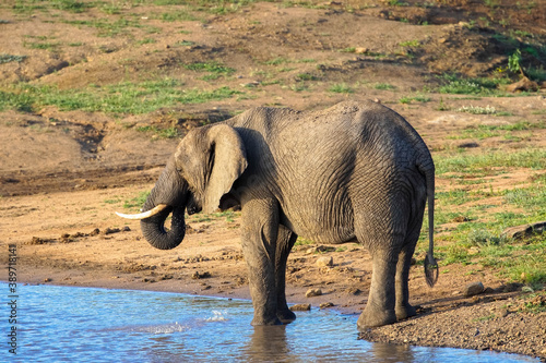 Photography African elephant with water in its trunk, elephant at a watering hole, elephant