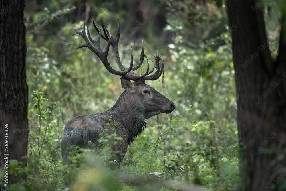 Red deer with big antlers in forest