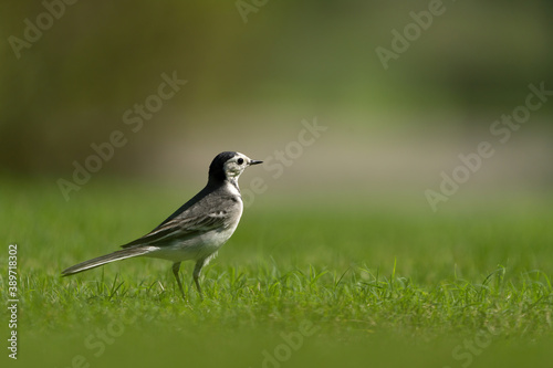 White Wagtail in a park in Doha, Qatar © sorin