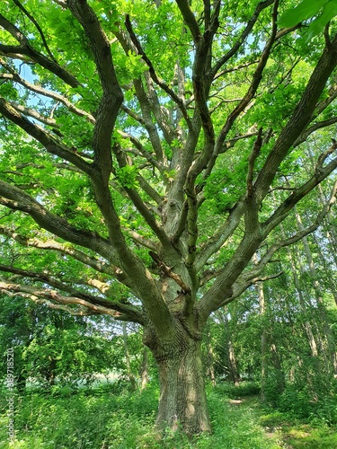 Die Energie des Baumes