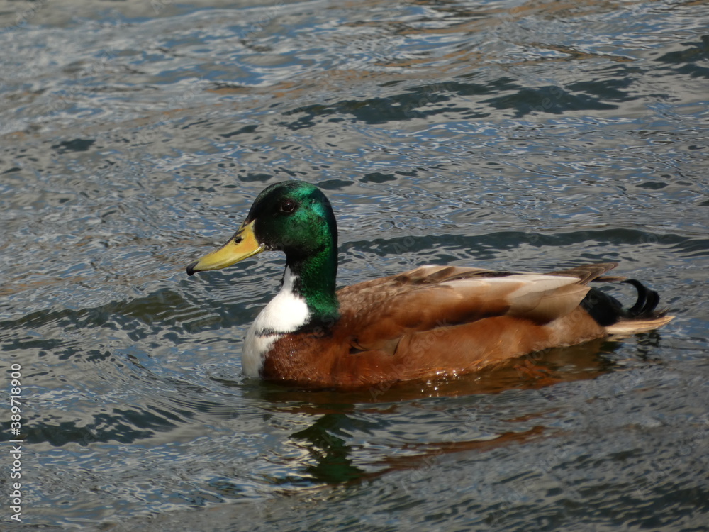 Φωτογραφία Male mixed breed mallard swimming in the river, Gdansk, Poland