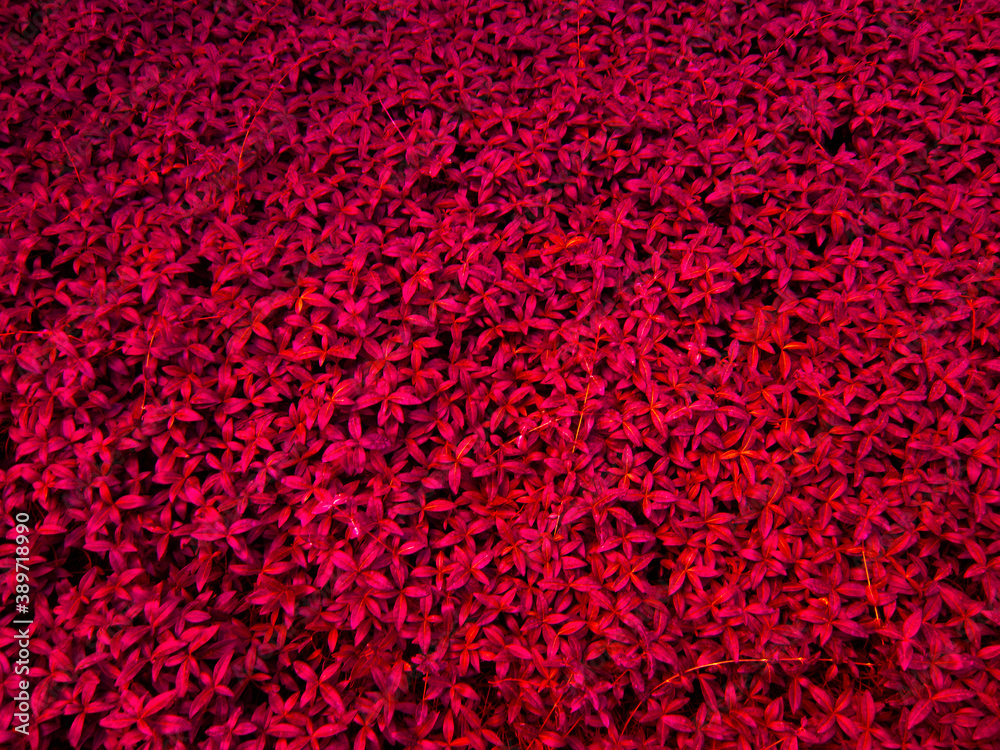 Red background in the form of red leaves.