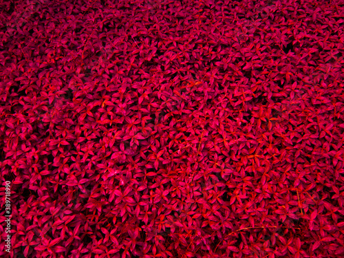 Red background in the form of red leaves.