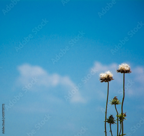 dandelion against blue sky