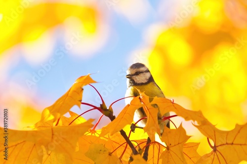 Eine Blaumeise im Herbst zwischen goldenen Blättern in einem Baum, Cyanistes caeruleus
