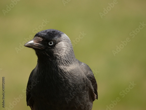 Quadro su tela Western jackdaw (Coloeus monedula) - portrait of black bird, Gdansk, Poland